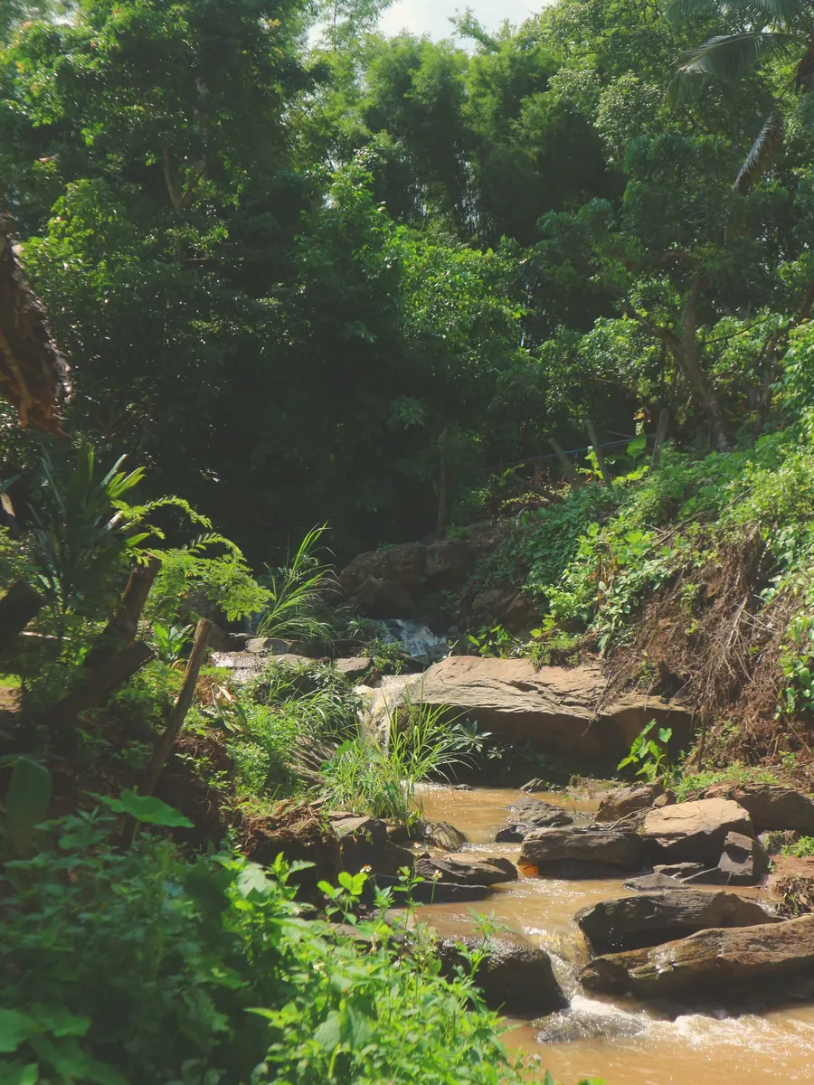 Forest stream over rocks