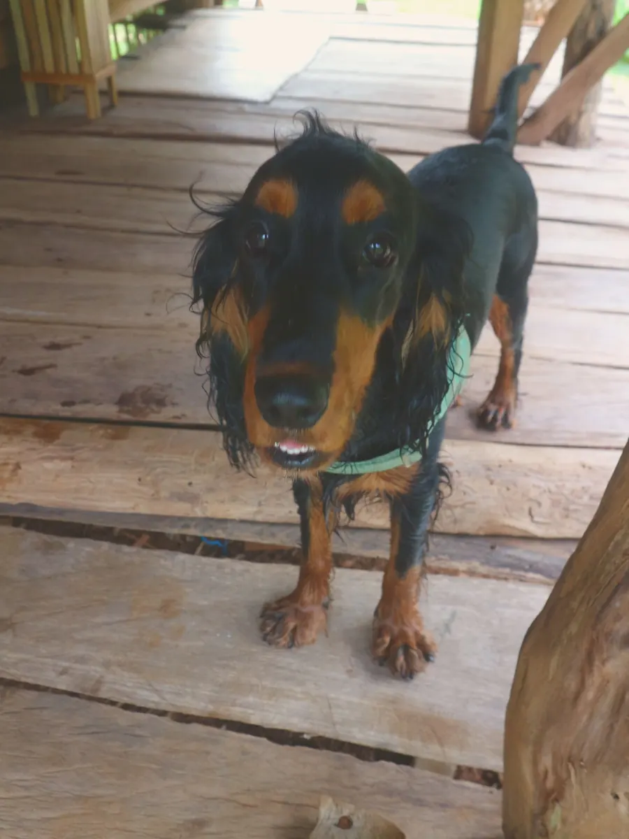 The house dog on the teak deck
