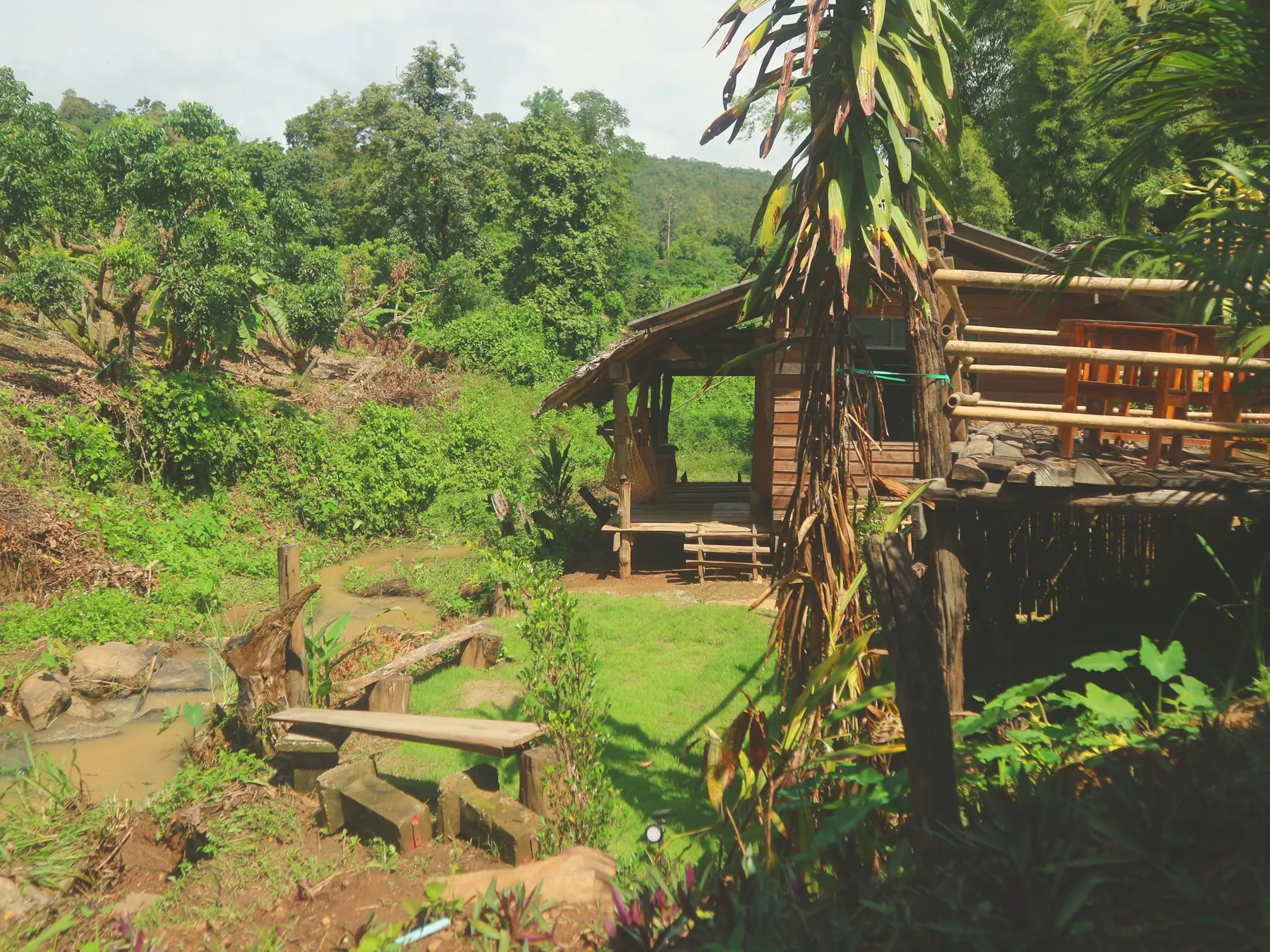 Village house among tall trees in Mae Win
