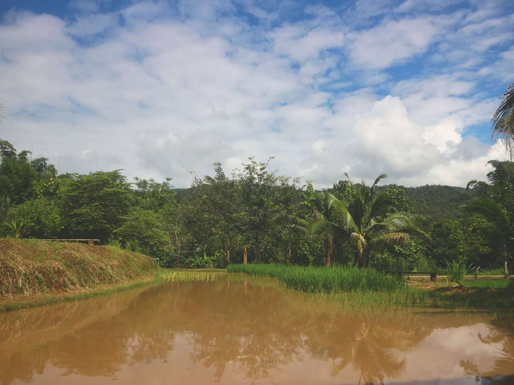 Rice fields under a wide sky, forested hills beyond